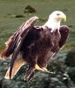 After catching a fish bald eagles bring their meals to shore 